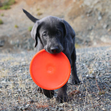 Load image into Gallery viewer, K9 FLYER JR