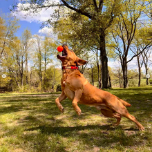 Load image into Gallery viewer, Test