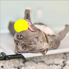 Load image into Gallery viewer, BALL XL Lifetime Guaranteed