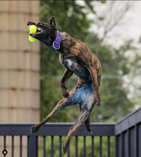 Load image into Gallery viewer, DAWG BUSTER Lifetime Guaranteed