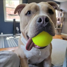 Load image into Gallery viewer, BALL XL Lifetime Guaranteed