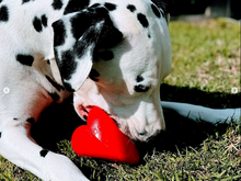 Load image into Gallery viewer, DAWG HART XL RED Lifetime Guaranteed
