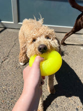 Load image into Gallery viewer, DAWG NUT XL Lifetime Guaranteed
