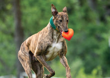 Load image into Gallery viewer, DAWG HART XL Lifetime Guaranteed
