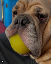 Load image into Gallery viewer, BALL Lifetime Guaranteed
