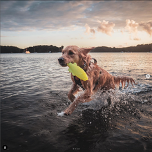 Load image into Gallery viewer, FISH
