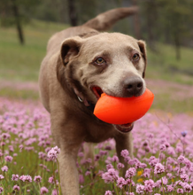 Load image into Gallery viewer, FOOTBALL XL Lifetime Guaranteed
