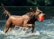 Load image into Gallery viewer, DAWG X XL Lifetime Guaranteed
