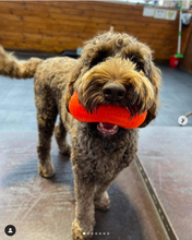 Load image into Gallery viewer, PEANUT
