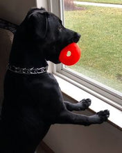 Load image into Gallery viewer, DAWG NUT XL Lifetime Guaranteed
