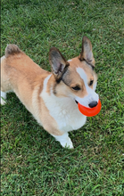 Load image into Gallery viewer, BALL Lifetime Guaranteed
