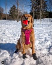 Load image into Gallery viewer, DAWG HART XL RED Lifetime Guaranteed
