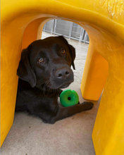 Load image into Gallery viewer, DAWG NUT Lifetime Guaranteed

