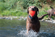 Load image into Gallery viewer, DAWG X Lifetime Guaranteed
